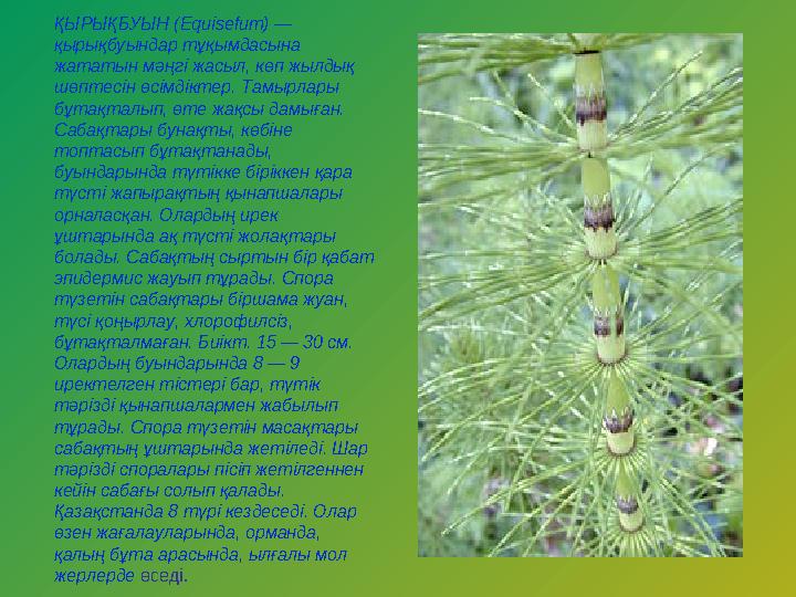 ҚЫРЫҚБУЫН (Equіsefum) — қырықбуындар тұқымдасына жататын мәңгі жасыл, көп жылдық шөптесін өсімдіктер. Тамырлары бұтақталып,