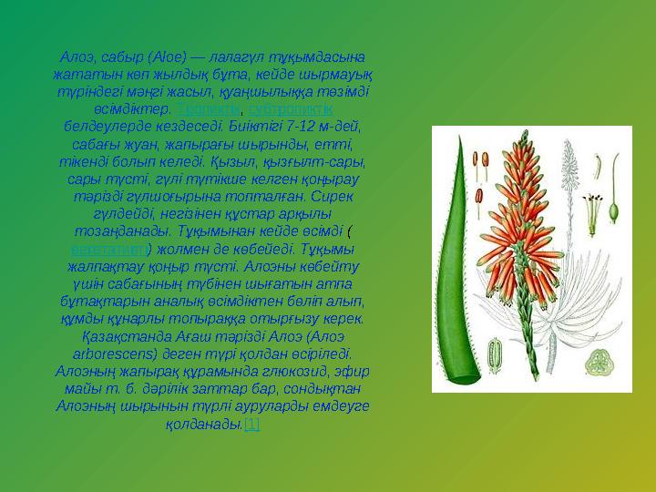 Алоэ, сабыр (Aloe) — лалагүл тұқымдасына жататын көп жылдық бұта, кейде шырмауық түріндегі мәңгі жасыл, қуаңшылыққа төзімді ө