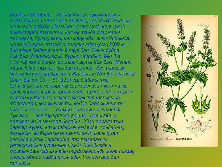 Жалбыз (Mentha) — ерінгүлділер тұқымдасына жататын хош иісті, көп жылдық, кейде бір жылдық шөптесін өсімдік. Негізінен, солтүс