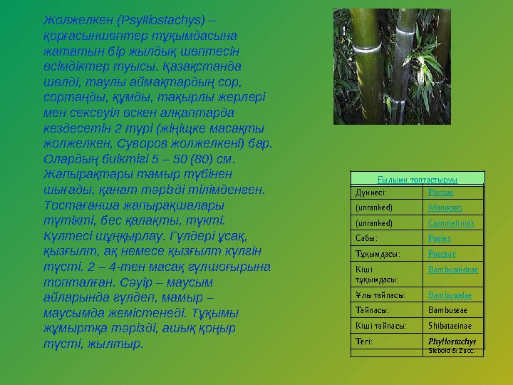 Жолжелкен (Psyllіostachys) – қорғасыншөптер тұқымдасына жататын бір жылдық шөптесін өсімдіктер туысы. Қазақстанда шөлді, тау