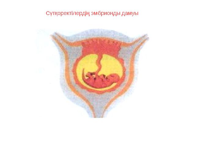 Сүтқоректілердің эмбрионды дамуы