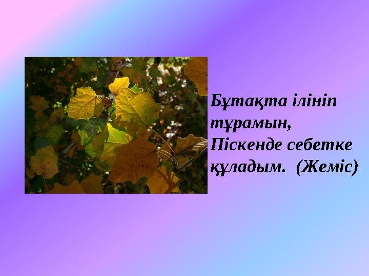 Бұтақта ілініп тұрамын, Піскенде себетке құладым. (Жеміс)