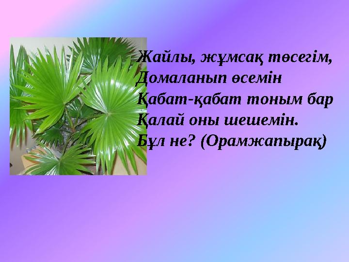 Жайлы, жұмсақ төсегім, Домаланып өсемін Қабат-қабат тоным бар Қалай оны шешемін. Бұл не? (Орамжапырақ)