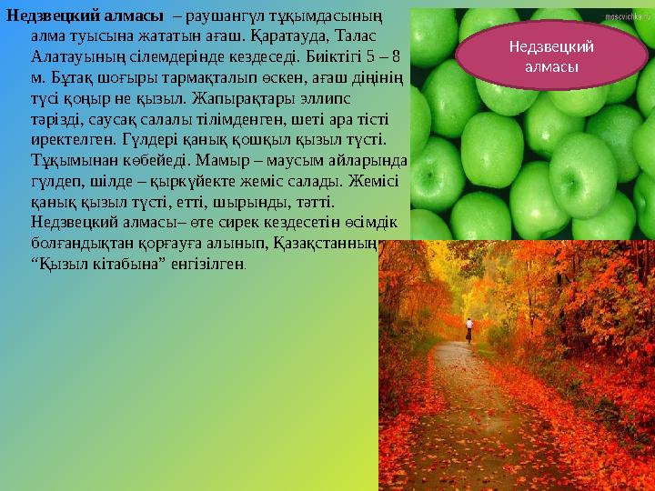 Недзвецкий алмасы – раушангүл тұқымдасының алма туысына жататын ағаш. Қаратауда, Талас Алатауының сілемдерінде кездеседі. Б