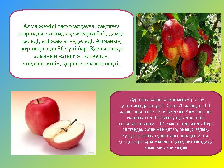 Алма жемісі тасымалдауға, сақтауға жарамды, тағамдық заттарға бай, дәмді келеді, әрі жақсы өңделеді. Алманың жер шарында 36 т