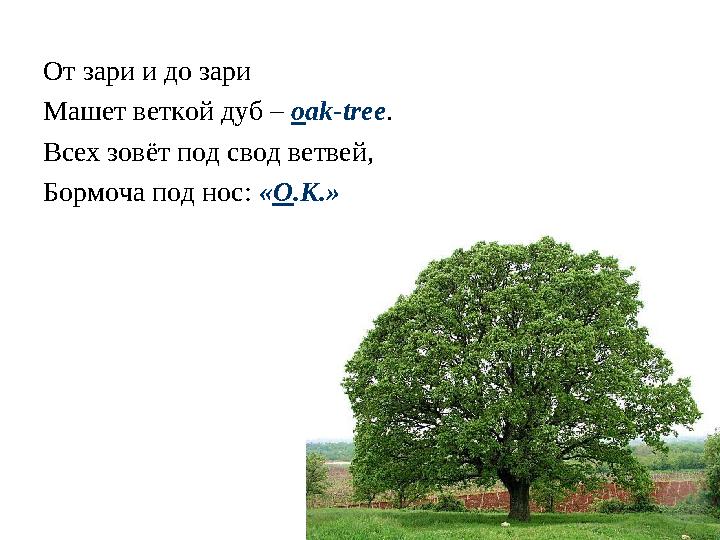 От зари и до зари Машет веткой дуб – o ak-tree . Всех зовёт под свод ветвей, Бормоча под нос: « О .К.»