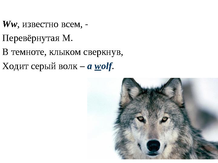 Ww , известно всем, - Перевёрнутая M . В темноте, клыком сверкнув, Ходит серый волк – a w olf .