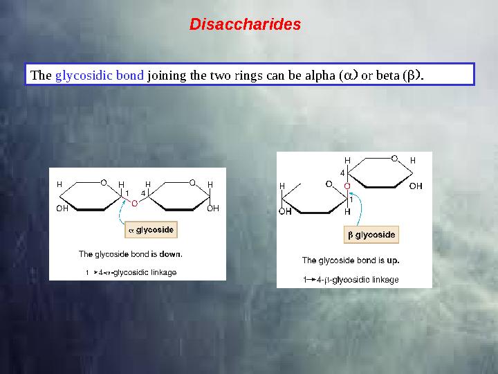 Disaccharides The glycosidic bond joining the two rings can be alpha (  or beta (  .