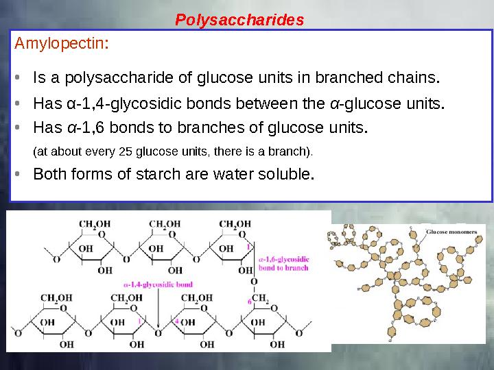 Amylopectin: • Is a polysaccharide of glucose units in branched chains. • Has α-1,4-glycosidic bonds between the α -glucose uni