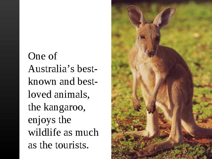 One of Australia’s best- known and best- loved animals, the kangaroo, enjoys the wildlife as much as the tourists.