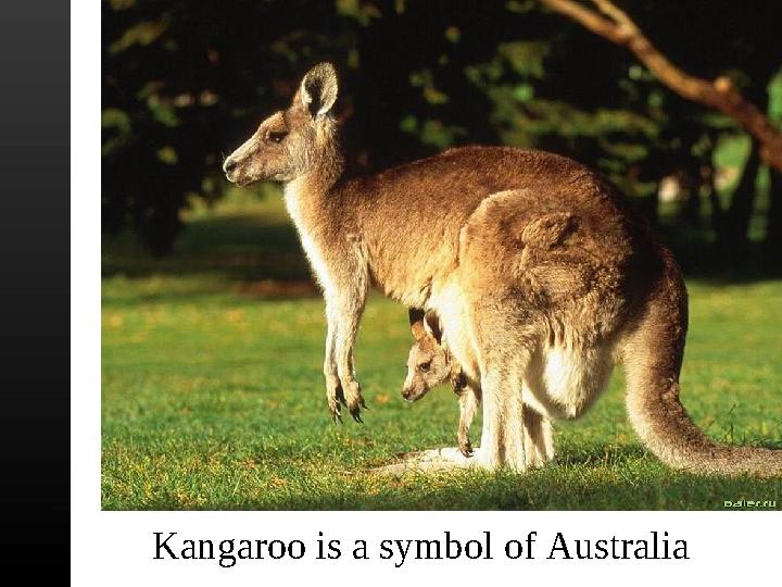 Kangaroo is a symbol of Australia