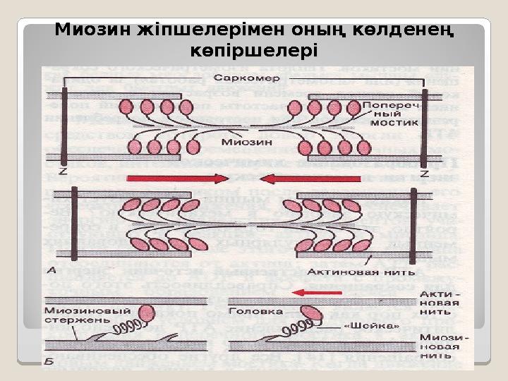 Миозин жіпшелерімен оның көлденең Миозин жіпшелерімен оның көлденең көпіршелерікөпіршелері