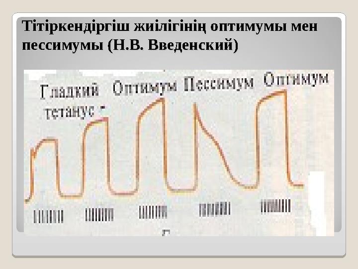 Тітіркендіргіш жиілігінің оптимумы мен Тітіркендіргіш жиілігінің оптимумы мен пессимумы (Н.В. Введенский)пессимумы (Н.В. Введен