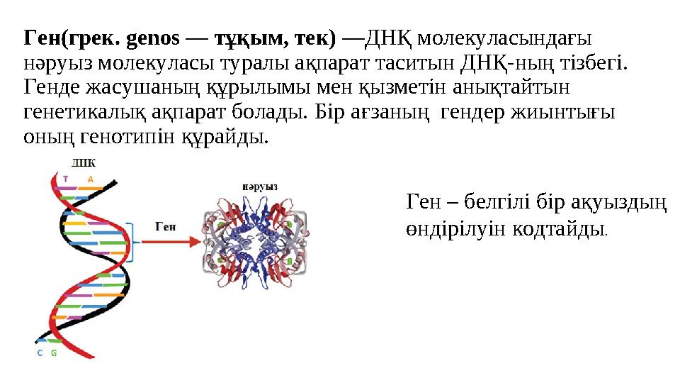 Ген(грек. genos — тұқым, тек) — ДНҚ молекуласындағы нәруыз молекуласы туралы ақпарат таситын ДНҚ-ның тізбегі. Генде жасушан