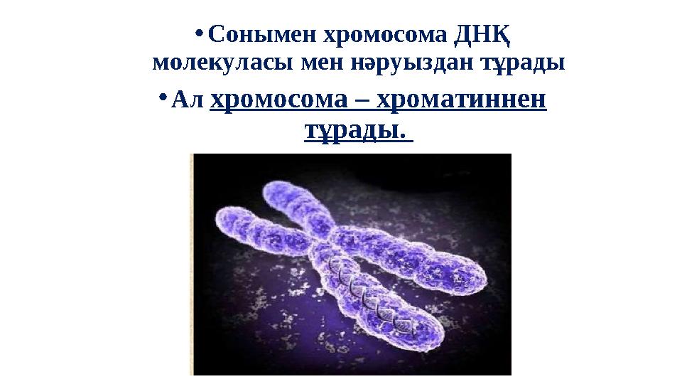 • Сонымен хромосома ДНҚ молекуласы мен нәруыздан тұрады • Ал хромосома – хроматиннен тұрады.