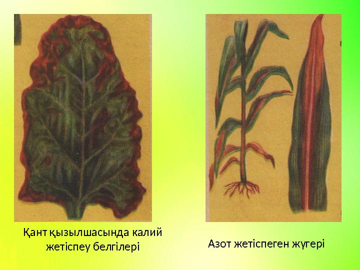 Қант қызылшасында калий жетіспеу белгілері Азот жетіспеген жүгері