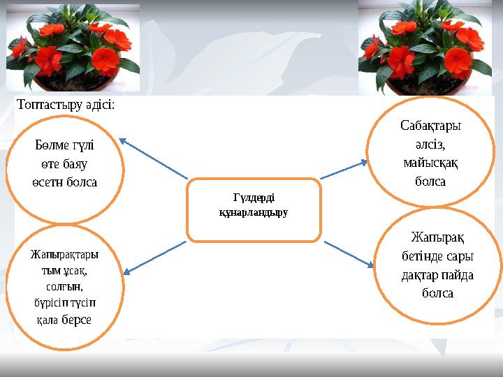 Топтастыру әдісі: Гүлдерді құнарландыру Сабақтары әлсіз, майысқақ болса Бөл