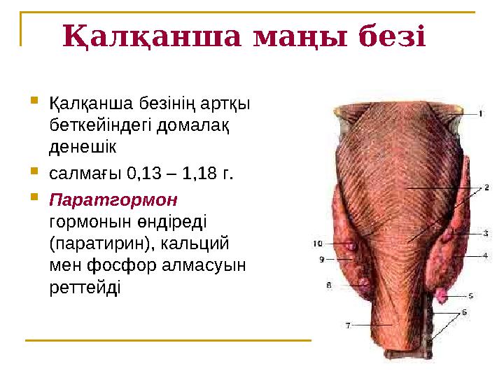 Қалқанша маңы безі  Қалқанша безінің артқы беткейіндегі домалақ денешік  салмағы 0,13 – 1,18 г.  Паратгормон гормонын