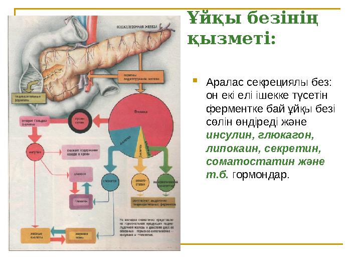 Ұйқы безінің қызметі:  Аралас секрециялы без: он екі елі ішекке түсетін ферментке бай ұйқы безі сөлін өндіреді және инсул