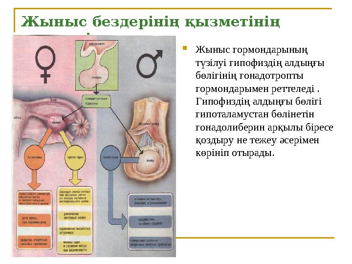 Жыныс бездерінің қызметінің реттелуі  Жыныс гормондарының түзілуі гипофиздің алдыңғы бөлігінің гонадотропты гормондарымен