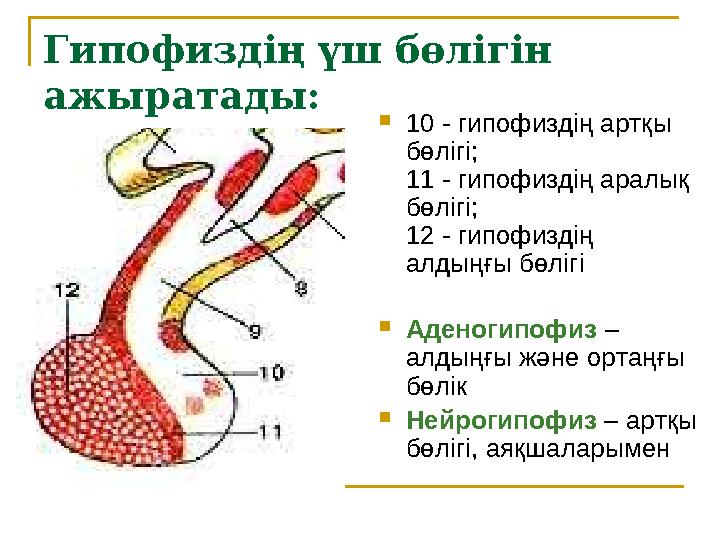 Гипофиздің үш бөлігін ажыратады:  10 - гипофиздің артқы бөлігі; 11 - гипофиздің аралық бөлігі; 12 - гипофиздің алдыңғы бө