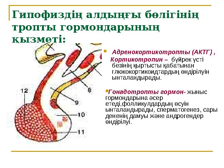 Гипофиздің алдыңғы бөлігінің тропты гормондарының қызметі:  Адренокортикотропты (АКТГ) , Кортикотропин – бүйрек үсті