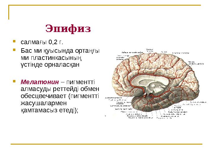 Эпифиз  салмағы 0,2 г.  Бас ми қуысында ортаңғы ми пластинкасының үстінде орналасқан  Мелатонин – пигментті ал