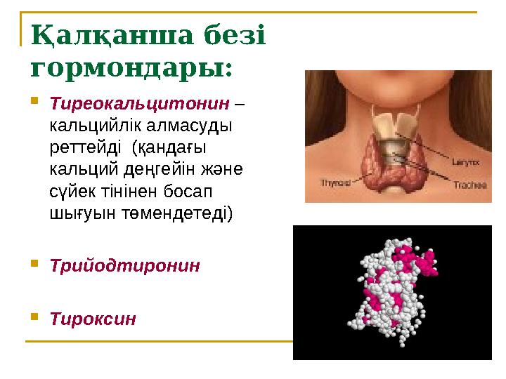 Қалқанша безі гормондары:  Тиреокальцитонин – кальцийлік алмасуды реттейді (қандағы кальций деңгейін және сүйек тінінен