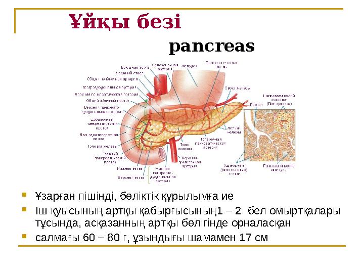 Ұйқы безі pancreas  Ұзарған пішінді, бөліктік құрылымға ие  Іш қуысының артқы қабырғысының1 – 2