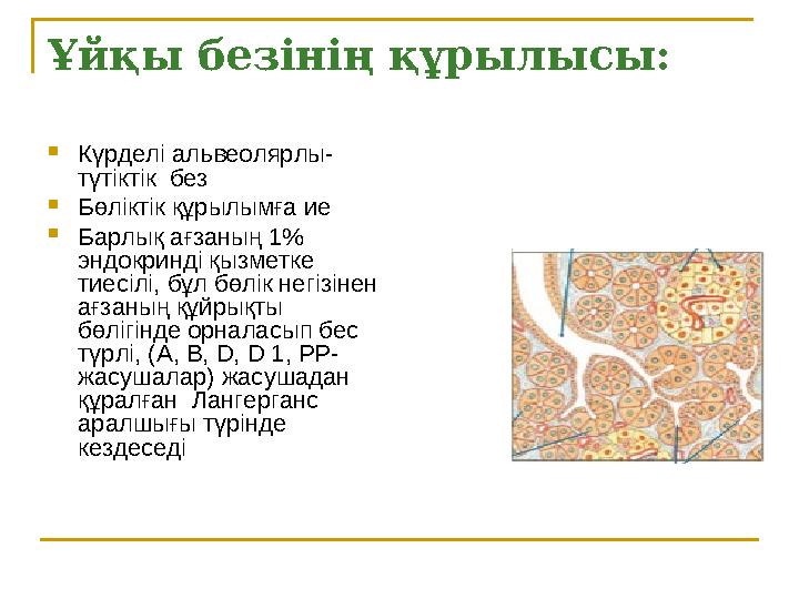 Ұйқы безінің құрылысы:  Күрделі альвеолярлы- түтіктік без  Бөліктік құрылымға ие  Барлық ағзаның 1% эндокринді қызметке ти