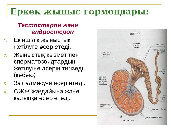 Еркек жыныс гормондары: Тестостерон және андростерон 1. Екіншілік жыныстық жетілуге әсер етеді. 2. Жыныстық қызмет пен сперма