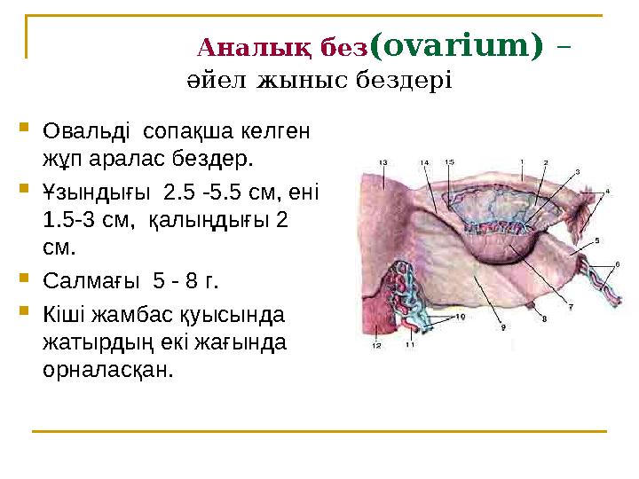 Аналық без (ovarium) – әйел жыныс бездері  Овальді сопақша келген жұп аралас бездер.  Ұзындығы 2.5 -5.5 см, е