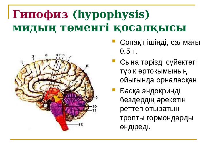 Гипофиз ( hypophysis) мидың төменгі қосалқысы  Сопақ пішінді, салмағы 0.5 г.  Сына тәрізді сүйектегі түрік ертоқымының ойы