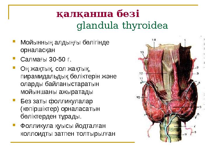 қалқанша безі glandula thyroidea  Мойынның алдыңғы бөлігінде орналасқан  Салмағы 30-50 г. 