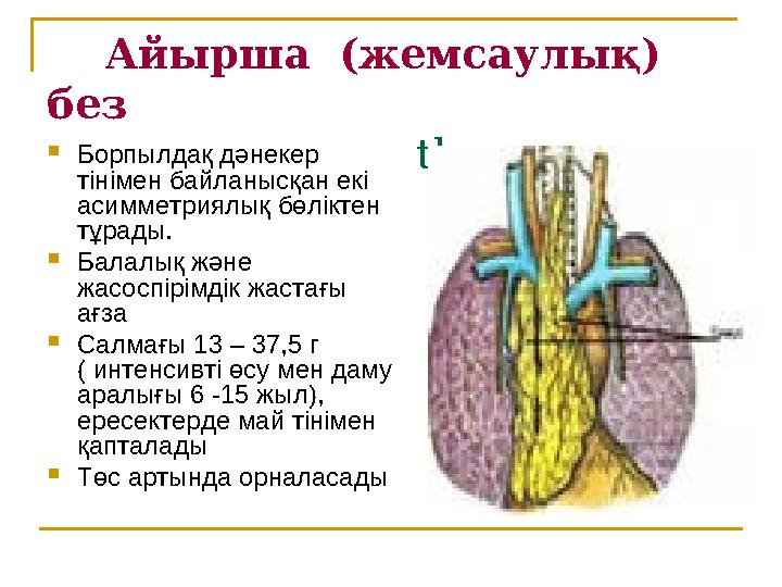 Айырша (жемсаулық) без thymus  Борпылдақ дәнекер тінімен байланысқан екі асимметриялық