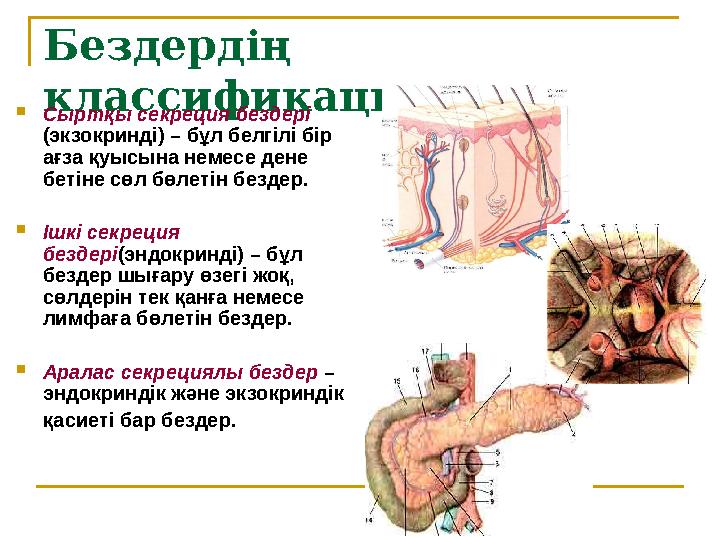 Бездердің классификациясы  Сыртқы секреция бездері (экзокринді) – бұл белгілі бір ағза қуысына немесе дене бетіне сөл бө