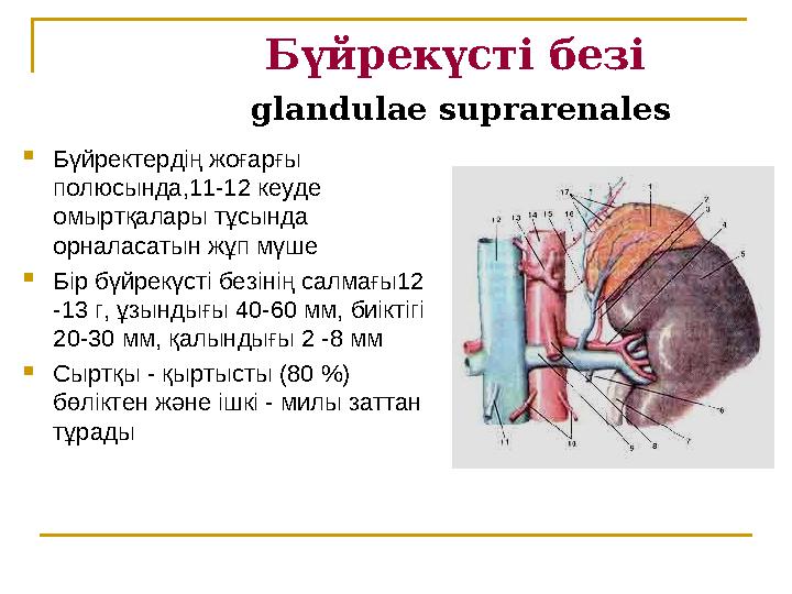 Бүйрекүсті безі glandulae suprarenales  Бүйректердің жоғарғы полюсында,11-12 кеуде омыртқалары