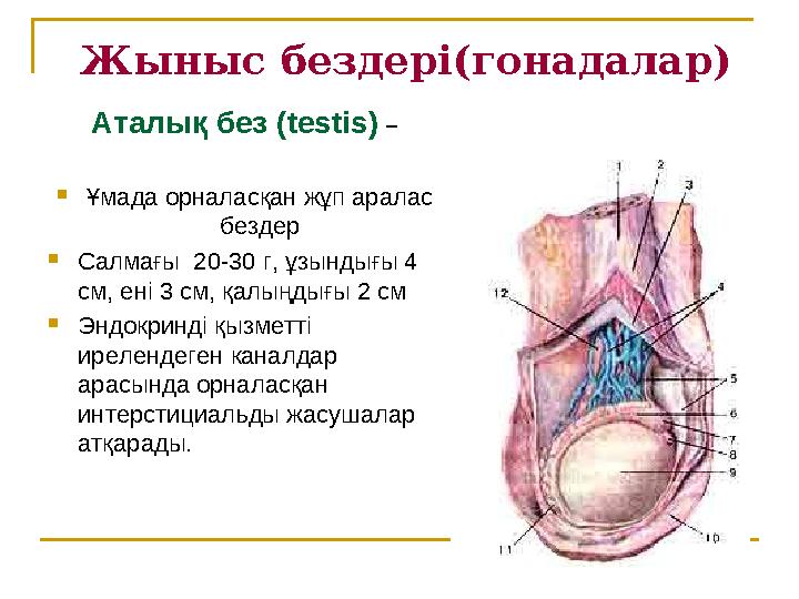 Жыныс бездері(гонадалар) Аталық без (testis) –  Ұмада орналасқан жұп аралас бездер  Салмағы 20-30 г, ұзындығы 4 см, ен