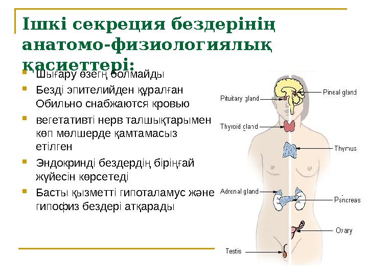 Ішкі секреция бездерінің анатомо-физиологиялық қасиеттері:  Шығару өзегң болмайды  Безді эпителийден құралған Обильно снабж