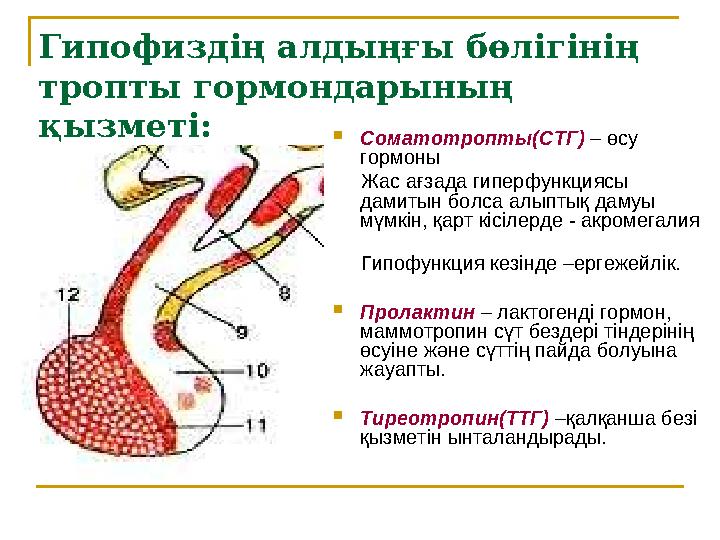 Гипофиздің алдыңғы бөлігінің тропты гормондарының қызметі:  Соматотропты(СТГ) – өсу гормоны Жас ағзада гиперфункциясы