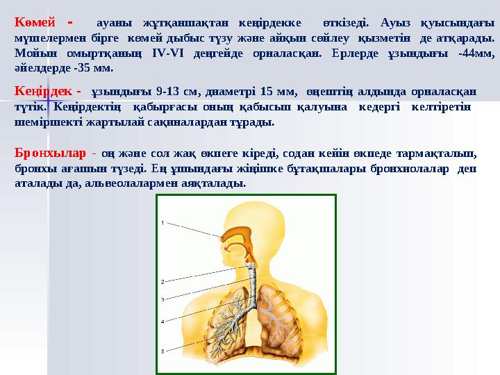 ЖоспарЖоспар 1.1. Тыныс алудыТыныс алуды ң ң маңызымаңызы 2.2. Тыныс алу мүшелерінің құрылысыТыныс алу мүшелерінің құрылысы 3.3
