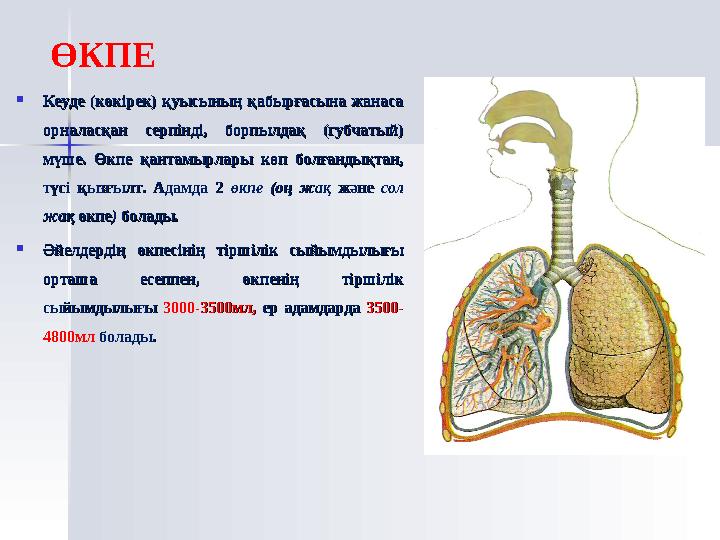 Тыныс алу жүйесінің маңызыТыныс алу жүйесінің маңызы Адам организмі өзін қоршаған сыртқы ортамен Адам организмі өзін қор