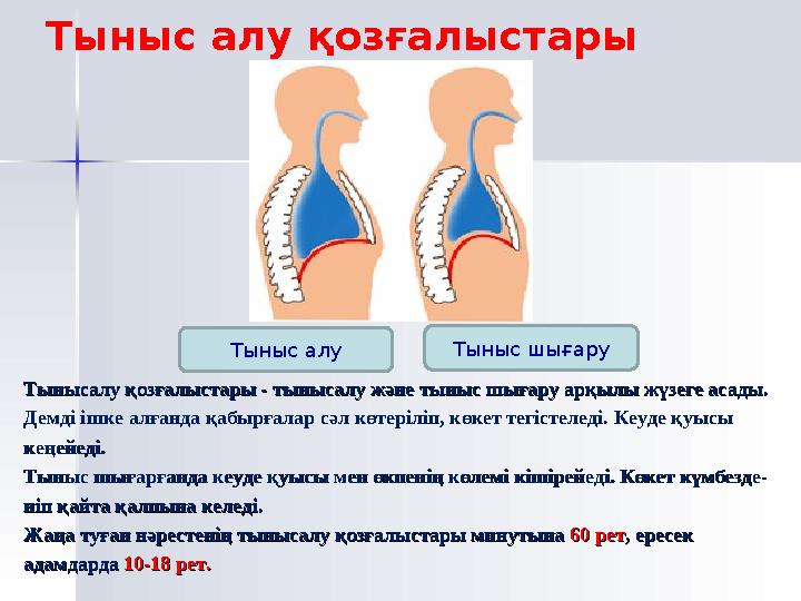 Дем алудың минуттік мөлшері дене салмағымен Дем алудың минуттік мөлшері дене салмағымен салыстырғанда бала өсе келе а