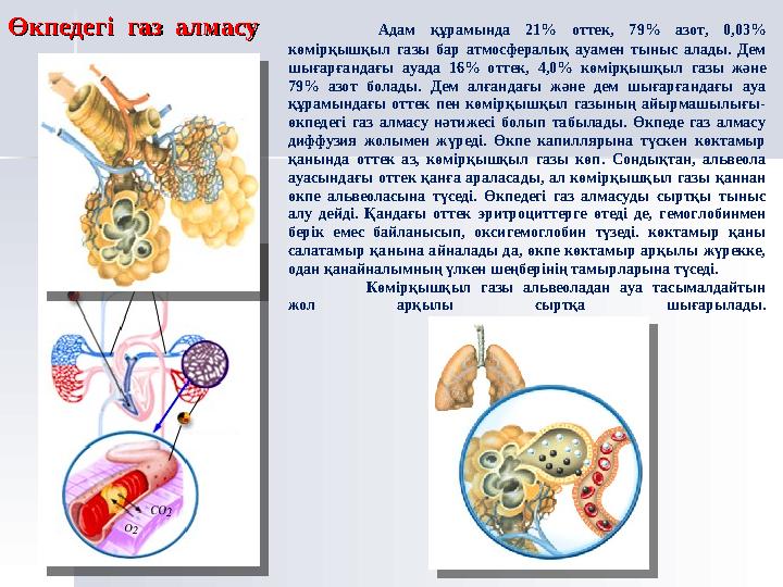 ТЫНЫСАЛУ ЖҮЙЕСІ ТЫНЫ САЛУ АҒЗА ГАЗ АЛМАСУ СЫРТҚЫ ОРТА