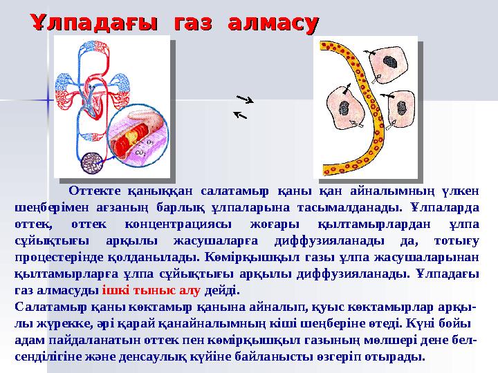 Мұрын қуысы Көмей Кеңірдек Ауа тамырлар Өкпе Плевра Плевра қуысы Негізгі тынысалу бұлшықеттері Қабырға аралық бұлшыкеттер