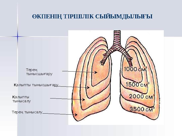 Тыныс алу қозғалыстары Тыныс алу Тыныс шығару Тынысалу қозғалыстары - тынысалу және тыныс шығару арқылы жүзеге асады. Тынысалу