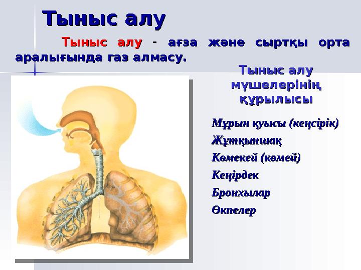 Тыныс алу мүшелерінің бәрінің физиологиялық Тыныс алу мүшелерінің бәрінің физиологиялық көрсеткіштеріне дене еңбегі мен спо
