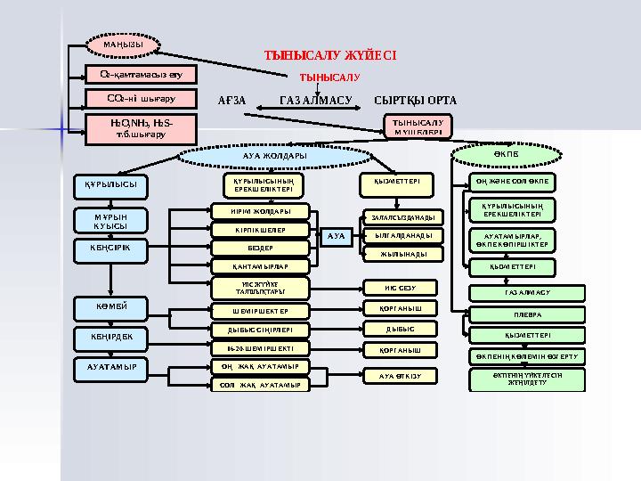 Бекіту 1. Тынысалудың маңызы. 2. Тыныс алу дегені...