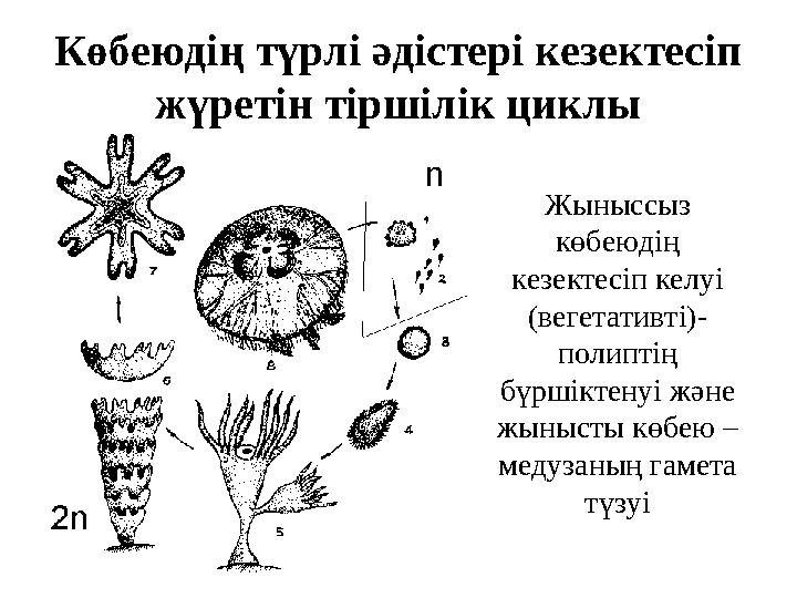 Көбеюдің түрлі әдістері кезектесіп жүретін тіршілік циклы Жыныссыз көбеюдің кезектесіп келуі (вегетативті)- полиптің бүрші