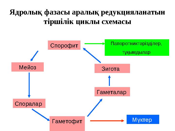 Ядролық фазасы аралық редукцияланатын тіршілік циклы схемасы Спорофит Папоротниктәрізділер, тұқымдылар Мейоз Споралар Гамет
